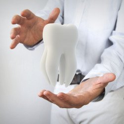 Doctor holding big tooth example model